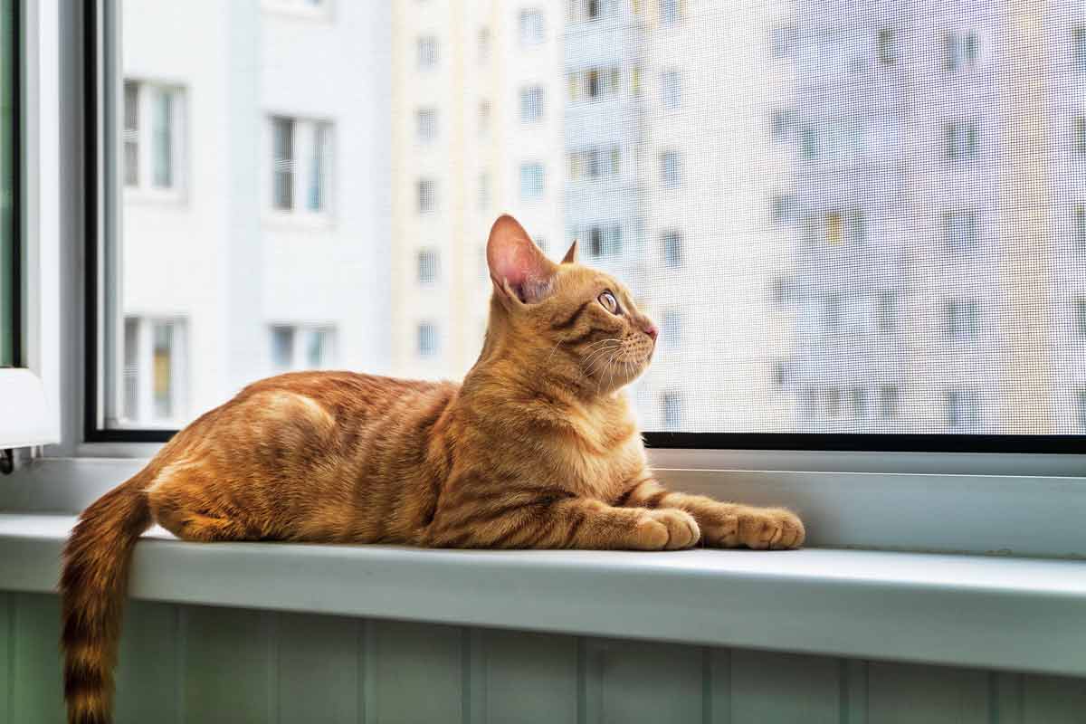 kedi sinekligi