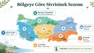 Sivrisinek Sezonu Ne Zaman Biter? Aylara Göre Sivrisinek Takvimi Sivrisinek sezonu, Türkiye’de bölgelere göre değişen sıcaklık, nem ve iklim koşullarına göre farklı sürelerde devam eder.